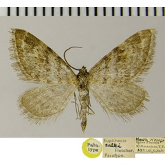 /filer/webapps/moths/media/images/S/salti_Eupithecia_PTM_ZSM.jpg