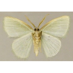 /filer/webapps/moths/media/images/G/germana_Comostolopsis_AM_ZSMb.jpg