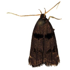 /filer/webapps/moths/media/images/E/ealaensis_Thubdora_AM_BMNH.jpg