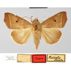 /filer/webapps/moths/media/images/M/modesta_Argyphia_HT_SNMF.jpg