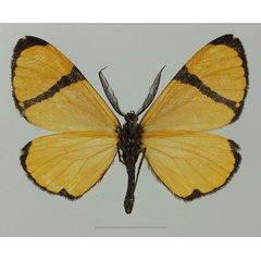 /filer/webapps/moths/media/images/C/chrysoptera_Terina_AM_Basquinb.jpg