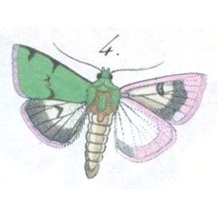 /filer/webapps/moths/media/images/I/incarnata_Heliothis_ST_Freyer_256-4.jpg