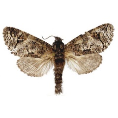 /filer/webapps/moths/media/images/U/ugandensis_Afrikanetz_PTF_MWM.jpg