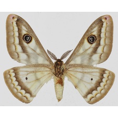 /filer/webapps/moths/media/images/B/bioculata_Heniocha_AM_Basquinb.jpg