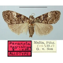 /filer/webapps/moths/media/images/N/nigristriga_Paranola_AT_TMSA.jpg