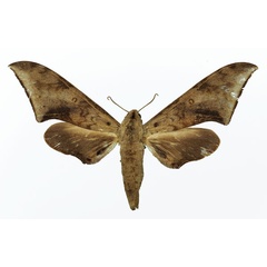 /filer/webapps/moths/media/images/R/retusus_Polyptychus_AF_Basquin_01.jpg