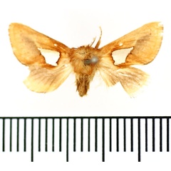 /filer/webapps/moths/media/images/P/pusilla_Latoiola_AM_BMNH.jpg