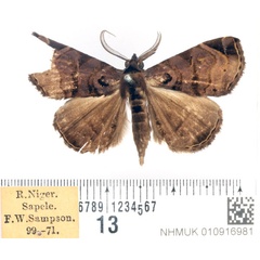 /filer/webapps/moths/media/images/G/gabunalis_Caryonopera_AM_BMNH.jpg