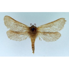 /filer/webapps/moths/media/images/H/homostola_Eudalaca_AF_TMSA.jpg