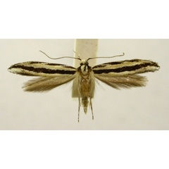 /filer/webapps/moths/media/images/A/audax_Erechthiodes_PT887_TMSA_01.jpg
