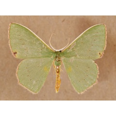 /filer/webapps/moths/media/images/R/rubricorpus_Lophorrhachia_A_Butler.jpg