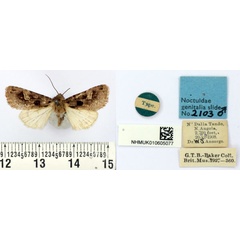 /filer/webapps/moths/media/images/A/angola_Neuranethes_HT_BMNH.jpg