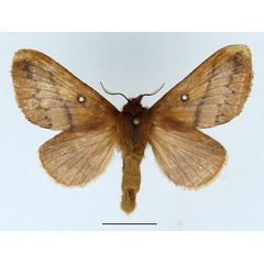 /filer/webapps/moths/media/images/M/merina_Phoenicladocera_AF_Basquin_01.jpg