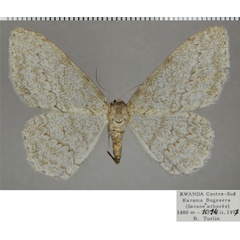 /filer/webapps/moths/media/images/E/expansa_Colocleora_AF_ZSM.jpg