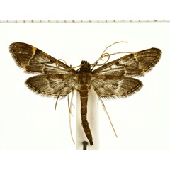 /filer/webapps/moths/media/images/L/lanceolalis_Duponchelia_A_DePrins.jpg