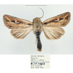 /filer/webapps/moths/media/images/A/affinis_Vietteania_AM_BMNH.jpg