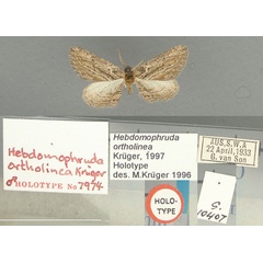 /filer/webapps/moths/media/images/O/ortholinea_Hebdomophruda_HT_TMSA.jpg