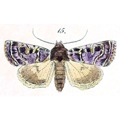 /filer/webapps/moths/media/images/A/aeramen_Dianthoecia_HT_Felder_109-15.jpg