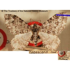 /filer/webapps/moths/media/images/T/tepescens_Mimoclystia_HT_BMNH.jpg