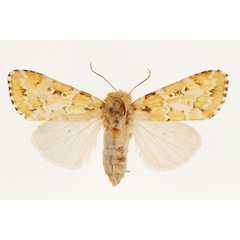 /filer/webapps/moths/media/images/P/petersi_Nyodes_AF_RMCA.jpg