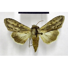 /filer/webapps/moths/media/images/B/brunnea_Cucullia_AF_TMSA.jpg
