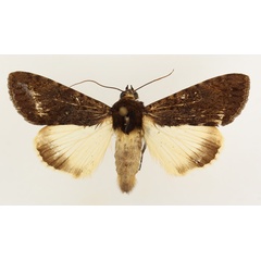 /filer/webapps/moths/media/images/P/phaeoleuca_Ulotrichopus_AF_TMSA_02.jpg