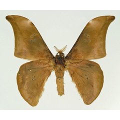 /filer/webapps/moths/media/images/N/neoprox_Orthogonioptilum_AM_Basquin.jpg