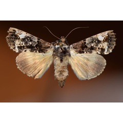 /filer/webapps/moths/media/images/N/nigricans_Ulotrichopus_AF_Butler.jpg