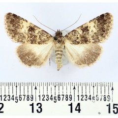 /filer/webapps/moths/media/images/E/ellisoni_Drasteriodes_AF_BMNH.jpg
