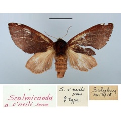 /filer/webapps/moths/media/images/O/oneili_Scalmicauda_PT_TMSA.jpg