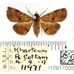/filer/webapps/moths/media/images/M/moestalis_Rhesala_AF_BMNH_03.jpg