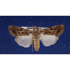 /filer/webapps/moths/media/images/L/littoralis_Spodoptera_AF_Schellhorn.jpg