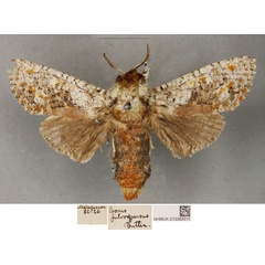 /filer/webapps/moths/media/images/F/fulvosparsus_Cossus_PLT_BMNH_02.jpg