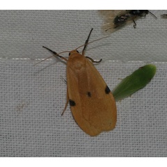 /filer/webapps/moths/media/images/C/costimacula_Architosia_A_Jorpeland.jpg