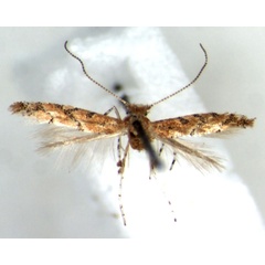 /filer/webapps/moths/media/images/A/aarviki_Phyllonorycter_HT_RMCA.jpg