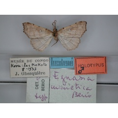 /filer/webapps/moths/media/images/M/mimetica_Egnasia_HT_RMCA_01.jpg