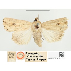 /filer/webapps/moths/media/images/A/atrimacula_Leucania_HT_BMNH.jpg