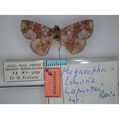 /filer/webapps/moths/media/images/L/laportei_Megacephalomana_HT_01.jpg