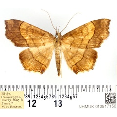/filer/webapps/moths/media/images/A/antinysa_Gracilodes_AF_BMNH.jpg