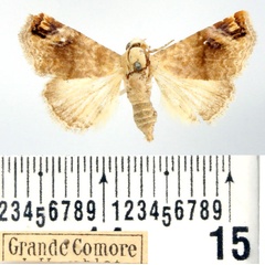 /filer/webapps/moths/media/images/A/apicimacula_Eublemma_AF_BMNH.jpg