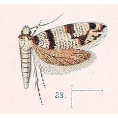 /filer/webapps/moths/media/images/F/fasciata_Barbaroscardia_HT_Walsingham_1891_4-23.jpg