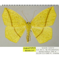 /filer/webapps/moths/media/images/D/duboisi_Epigynopteryx_PTF_ZSM.jpg