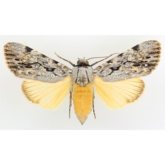 /filer/webapps/moths/media/images/L/lucidus_Archaeopilocornus_AF_TMSA_02.jpg