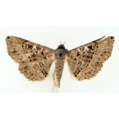 /filer/webapps/moths/media/images/M/moestalis_Rhesala_AM_TMSA_01.jpg