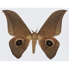 /filer/webapps/moths/media/images/A/acuta_Lobobunaea_AM_Basquina.jpg