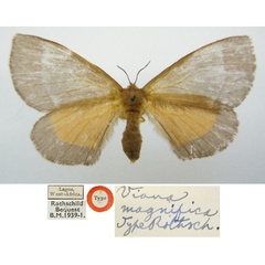 /filer/webapps/moths/media/images/M/magnifica_Viana_HT_NHMUKa.jpg
