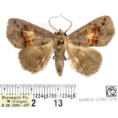 /filer/webapps/moths/media/images/C/crassisquama_Bonaberiana_AM_BMNH.jpg