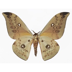/filer/webapps/moths/media/images/I/illustris_Pseudobunaea_AM_Basquinb.jpg