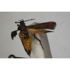 /filer/webapps/moths/media/images/D/derogatella_Eretmocera_HT_BMNH.jpg