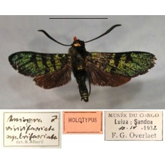 /filer/webapps/moths/media/images/T/trifasciata_Arniocera_HT_RMCA_01.jpg